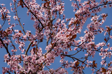 Spring tree blossom flowers with pink petals on background of blue sky.