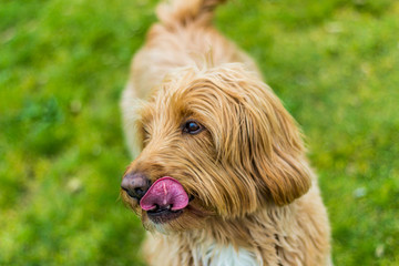 Happy Labradoodle in a park licking her chops.