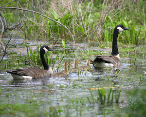 canada goose on lake