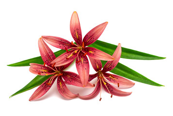 Beautiful pearl-pink lilies with leaves isolated on white background, clipping path. Delicate flora composition.  Creative spring concept. Flowers resembles a starfish. Flat lay, top view