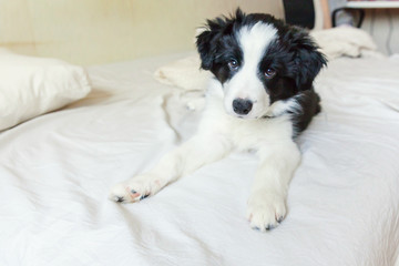 Funny portrait of cute smilling puppy dog border collie lay on pillow blanket in bed. New lovely member of family little dog at home lying and sleeping. Pet care and animals concept