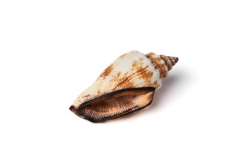 Marine shell on white background
