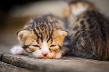 Newborn Kittens on top of each other