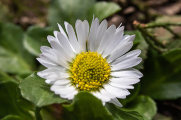 Obraz premium Macro shot of daisy flower or bellis perennis on the meadow