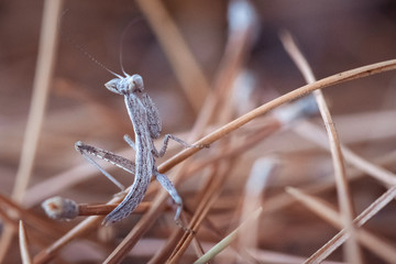 Mantis, Gottesanbetering