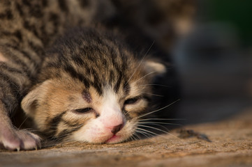 Newborn Kittens on top of each other