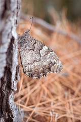 Schmetterling