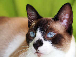 Portrait of a cute snowshoe siamese cat with blue eyes