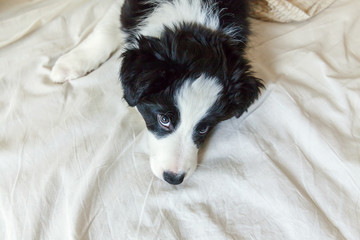 Funny portrait of cute smilling puppy dog border collie lay on pillow blanket in bed. New lovely member of family little dog at home lying and sleeping. Pet care and animals concept