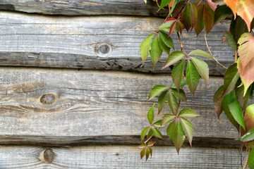 Old wooden plank wall and virgin creeper in autumn. Natural autumn background, Copy space.