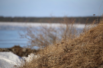 Dry grass at Lake Storsjon in Jamtland, Sweden in winter