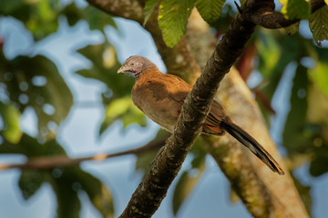 Grey-headed Chachalaca - Ortalis cinereiceps bird of the family Cracidae, related to the Australasian mound builders, breeds in lowlands from Honduras to Colombia