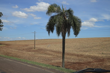 coconut tree, lamppost and sky.