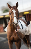 chestnut thoroughbred horse before race. Paris, France