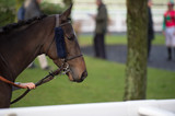 walking bay thoroughbred horse before race. Paris, France