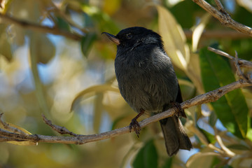 Slaty flowerpiercer - Diglossa plumbea  passerine bird endemic to the highlands of Costa Rica and western Panama, feeding on flowers