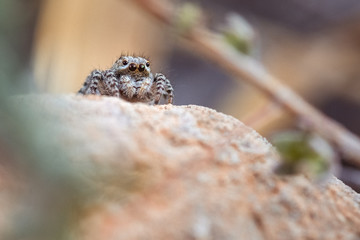 Springspinne