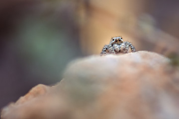 Springspinne auf Stein