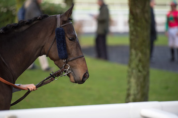 walking bay thoroughbred horse before race. Paris, France