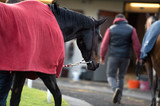 walking bay thoroughbred horse before race. Paris, France