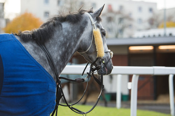 walking grey thoroughbred horse before race. Paris, France