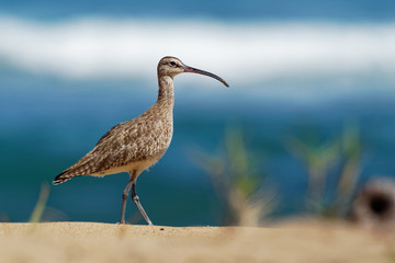 Whimbrel - Numenius phaeopus standing and feeding on the sandy beach with waves in the background