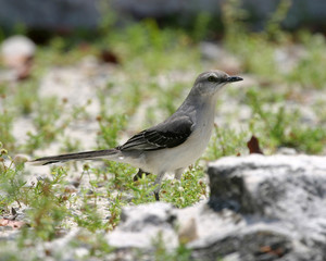 bird on rock
