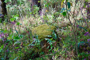 Obraz premium Jardín natural en medio de un bosque