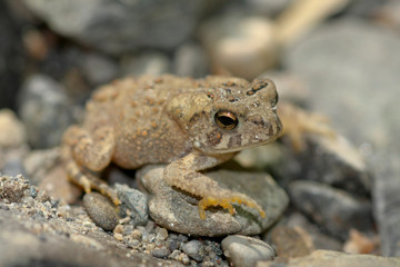 american toad
