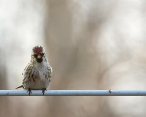 redpoll