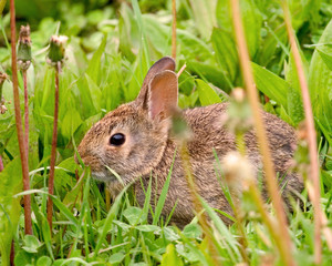 Naklejka na ściany i meble rabbit in the grass
