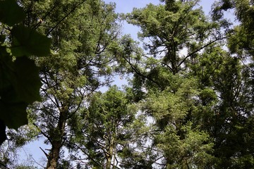 VIsta de un bosque de oyamel