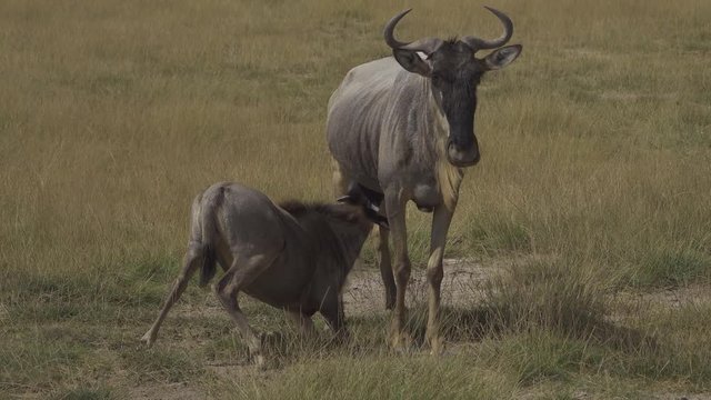 African Wildebeest Nursing