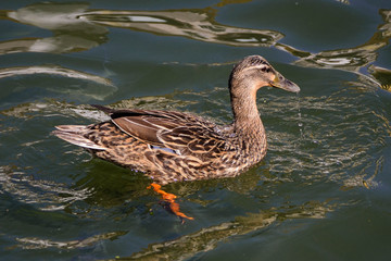 duck on water