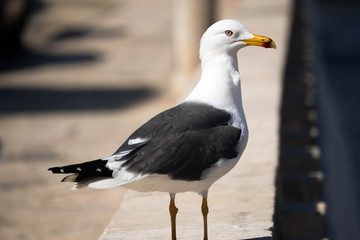 seagull on beach