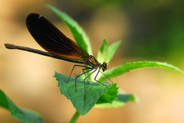 Dragonfly close up texture
