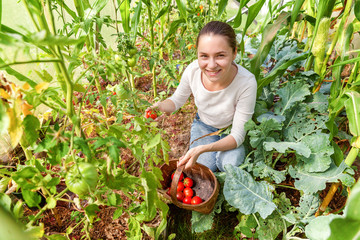 Gardening and agriculture concept. Young woman farm worker with basket picking fresh ripe organic tomatoes. Greenhouse produce. Vegetable food production. Tomato growing in greenhouse
