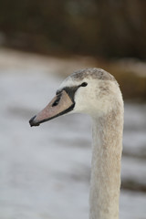 SWAN NECK