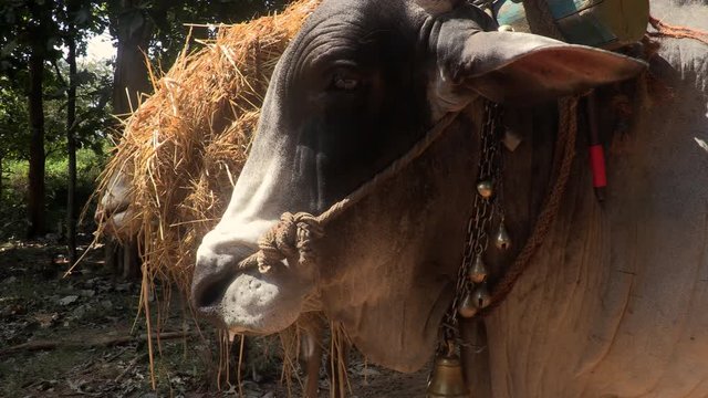 Buffalo wooden cart ride