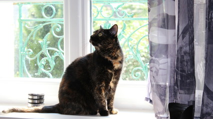 Chat