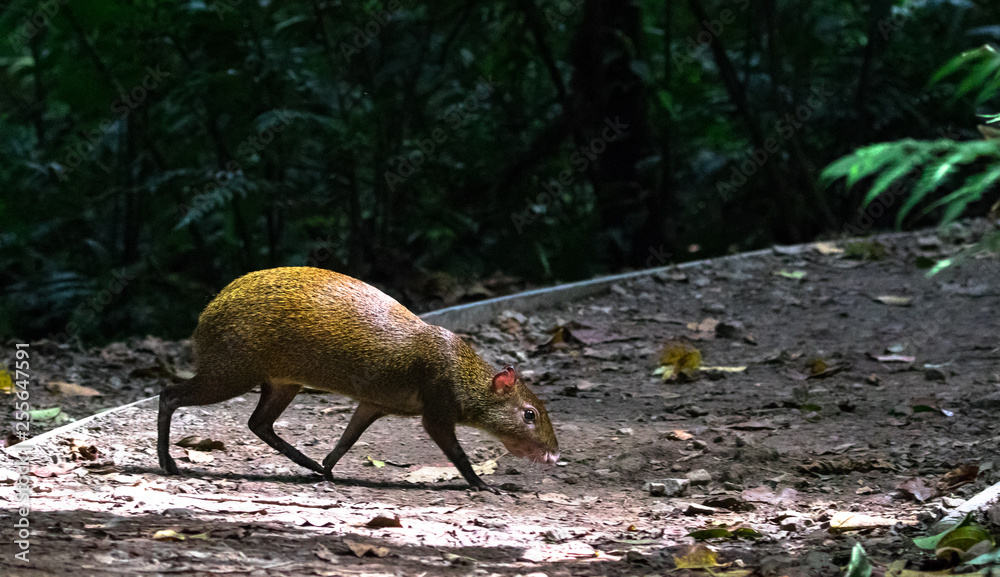 Poster central american agouti (dasyprocta punctata), monteverde cloud forest reserve, costa rica.