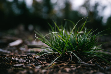 Grast mit Tautropfen