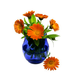 Bouquet of a marigold in a blue glass on the isolated background