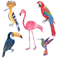 Set of tropical wild birds. Toucan, hoopoe, colibri, ara parrot, flamingo. Hand drawn watercolor illustration.