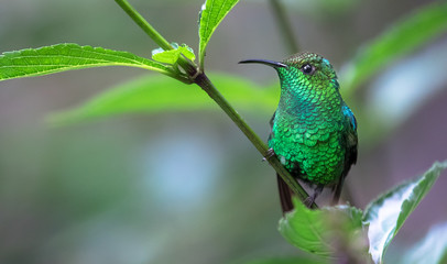 Coppery-headed emerald (Elvira cupreiceps), adult male, perched on a branch in Monteverde National...