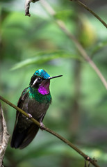 Purple-throated mountaingem (Lampornis calolaemus), adult male, perched on a branch in Monteverde National Park, Costa Rica.