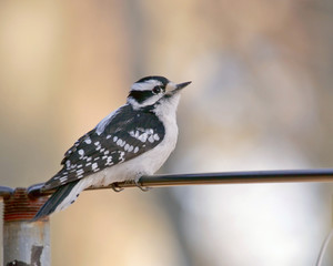 Woodpecer on wire