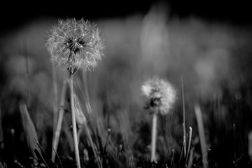 Dandelion seed head