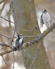 Woodpeckers on branch