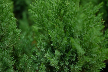 Fototapeta na wymiar Saplings of pine, spruce, fir, sequoia and other coniferous trees in pots in plant nursery. 